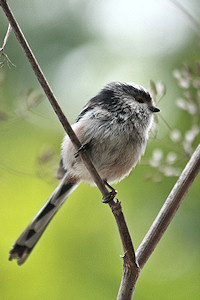 Long-tailed Tit - Aegithalos caudatus