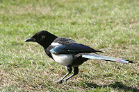 Magpie - Pica pica
