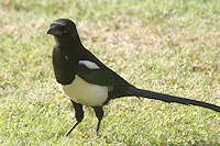 Magpie - Pica pica