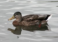 Mallard Duck - Anas Platyrhynchos