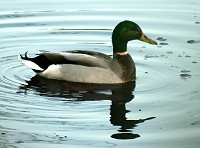 Mallard Duck - Anas Platyrhynchos