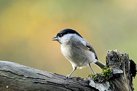 Marsh tit - Parus palustris