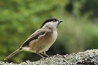 Marsh tit - Parus palustris