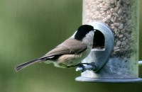 Marsh tit - Parus palustris
