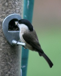 Marsh tit - Parus palustris