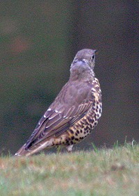 Mistle Thrush - Turdus viscivorus