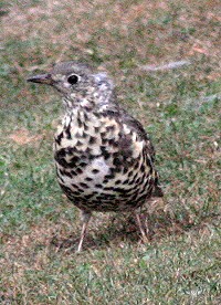 Mistle Thrush - Turdus viscivorus