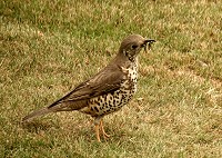 Mistle Thrush - Turdus viscivorus