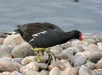 Moorhen - Gallinulla chloropus