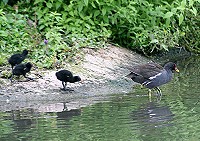 Moorhen - Gallinulla chloropus