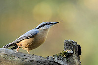 Nuthatch - Sitta europaea