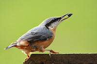 Nuthatch - Sitta europaea