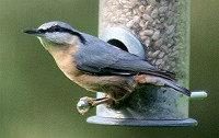 Nuthatch - Sitta europaea