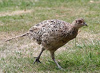 Female Pheasant - Phasianus colchicus