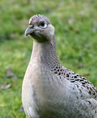 Female Pheasant - Phasianus colchicus