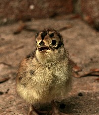 Female Pheasant - Phasianus colchicus