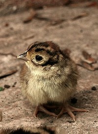 Female Pheasant - Phasianus colchicus