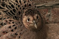 Female Pheasant - Phasianus colchicus