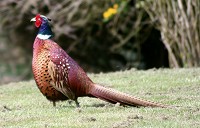 Male Pheasant - Phasianus colchicus