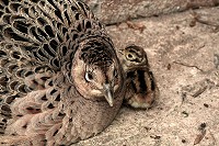 Female Pheasant - Phasianus colchicus