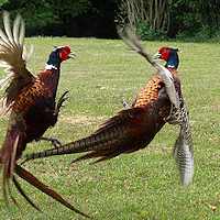 Female Pheasant - Phasianus colchicus