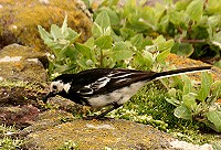 Pied Wagtail - Motacilla alba