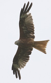 Red Kite - Milvus milvus