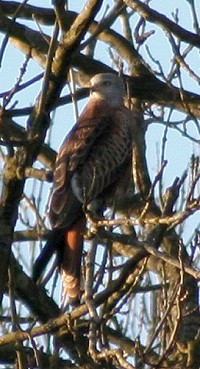 Red Kite - Milvus milvus
