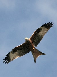 Red Kite - Milvus milvus