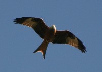 Red Kite - Milvus milvus