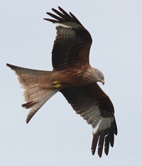 Red Kite - Milvus milvus
