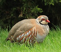 Red-legged partridge - Alectoris rufa