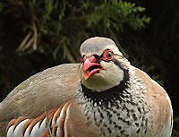 Red-legged partridge - Alectoris rufa