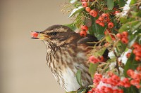 Redwing - Turdus iliacus