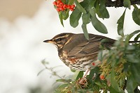 Redwing - Turdus iliacus