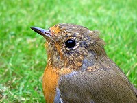 Robin - Erithacus rubecula
