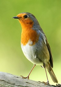 Robin - Erithacus rubecula