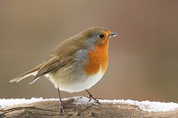 Robin - Erithacus rubecula