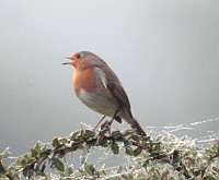 Robin - Erithacus rubecula