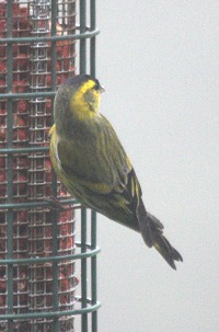 Siskin - Carduelis spinus