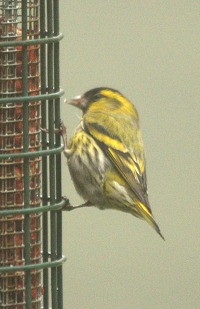 Siskin - Carduelis spinus