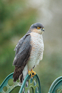 Sparrowhawk - Accipiter nicus