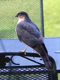 Sparrowhawk - Accipiter nicus