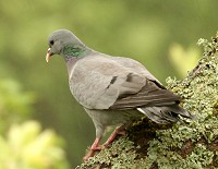 Stock Dove - Columba oenas