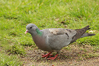 Stock Dove - Columba oenas