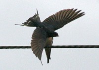 Swallow - Hirundo rustica