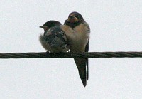 Swallow - Hirundo rustica