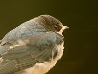 Swallow - Hirundo rustica