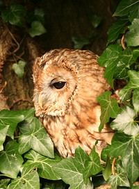Tawny Owl - Strix aluco