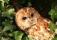 Tawny Owl - Strix aluco